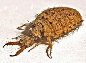 閲覧注意 を使った比喩表現 マジで可愛い 映像もあり 新型ｒａｖ４展示中