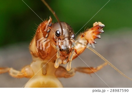 閲覧注意 を使った比喩表現 マジで可愛い 映像もあり 新型ｒａｖ４展示中