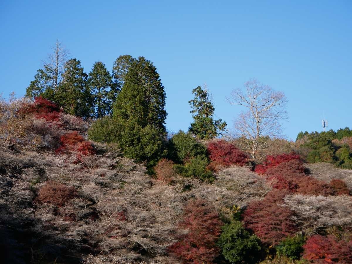 愛知県紅葉情報 小原四季桜